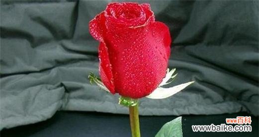探索红玫瑰数量背后的意义 玫瑰数量的寓意