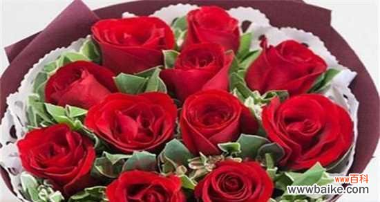 揭示玫瑰花数量背后的秘密 玫瑰花的数量所代表的含义