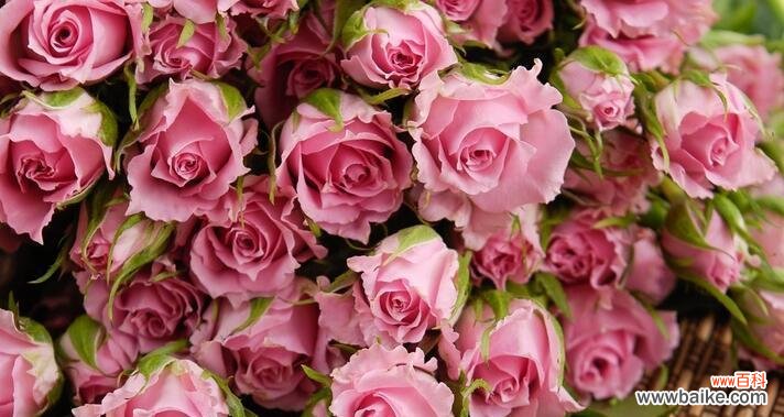 揭示玫瑰的花语和文化意义 玫瑰花的寓意与象征