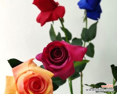 通过玫瑰花了解人的品格 玫瑰花