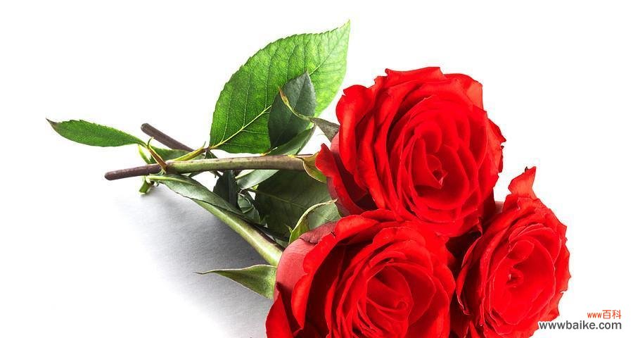 几支玫瑰花的不同寓意和传达的情感 玫瑰花的寓意及送花礼仪