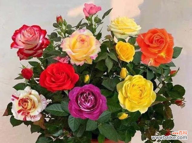 探索玫瑰花色彩的世界 玫瑰花的颜色与含义