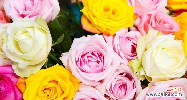 探索玫瑰花色彩的世界 玫瑰花的颜色与含义