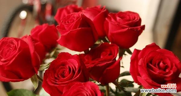 探索玫瑰花颜色的意义与象征 玫瑰的颜色与情感世界