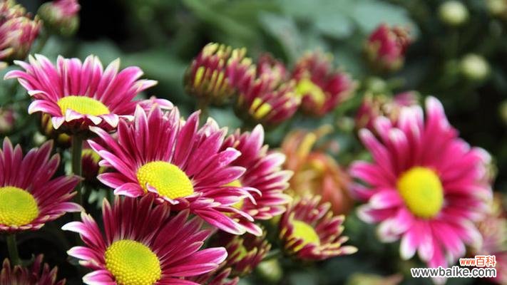 红色雏菊的花语 红色雏菊花语与寓意