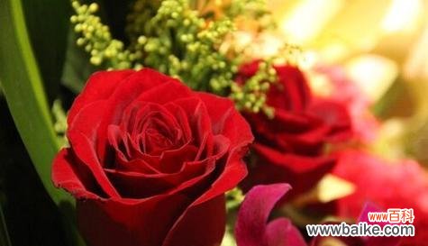 浪漫热情 红色丁香花的花语与意义