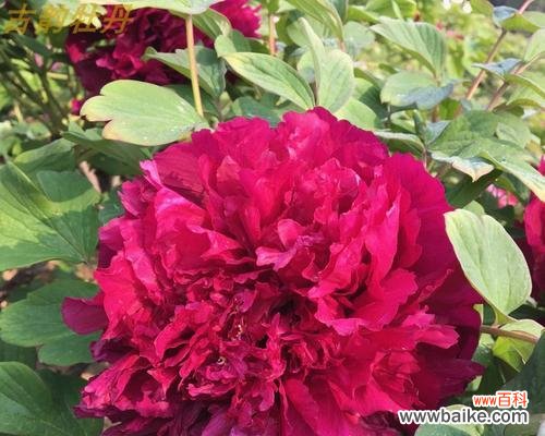 揭示红牡丹背后的丰富文化内涵 红牡丹的象征意义与寓意