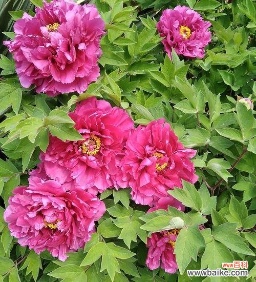 揭示红牡丹背后的丰富文化内涵 红牡丹的象征意义与寓意