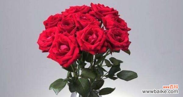 红玫瑰花的含义与意义解析 红玫瑰的花语
