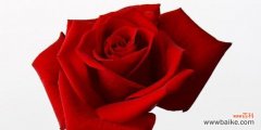 红玫瑰的浪漫和热情 红玫瑰的象征意义
