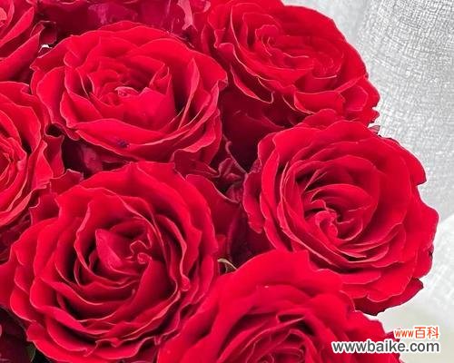 红玫瑰的浪漫和热情 红玫瑰的象征意义