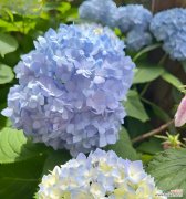 蓝色花有哪些寓意？蓝色花代表什么？