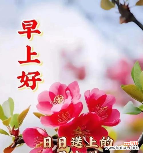 哪种花象征平安祝福？平安花的寓意是什么？