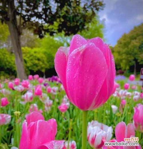 哪些花寓意祝福升级？如何选择祝福升级的花卉？