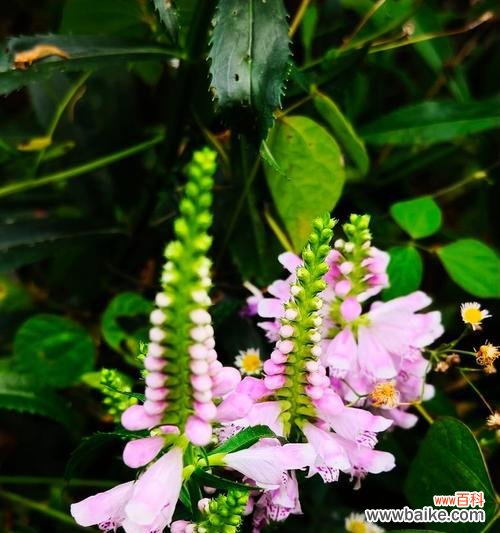 哪种花象征学业进步?