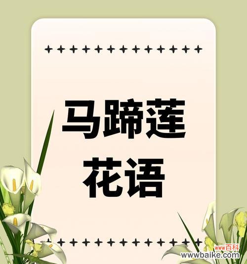 哪种花象征着不渝的爱情？