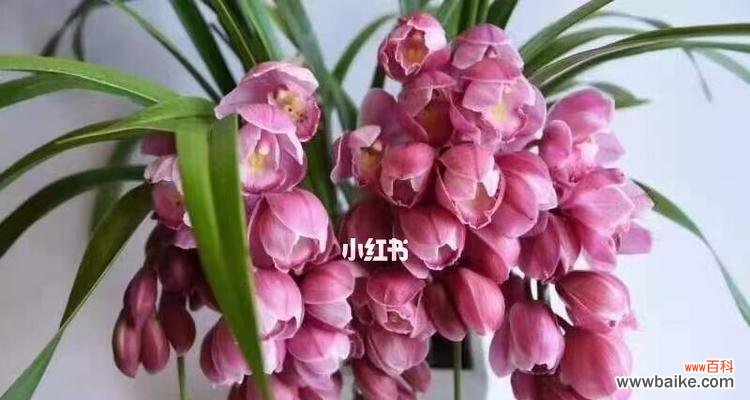 粉色花的蕙兰寓意具体是什么？