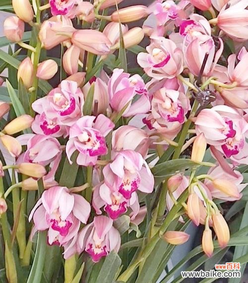 粉色花的蕙兰寓意具体是什么？