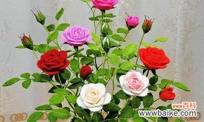 什么花象征浪漫与高贵？如何选择寓意美好的花卉？