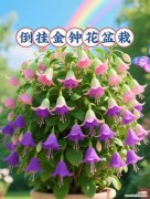 什么花象征浪漫与高贵？如何选择寓意美好的花卉？