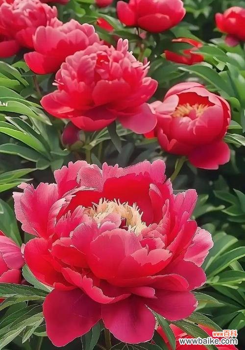 哪种颜色的花象征诚信？它的寓意是什么？