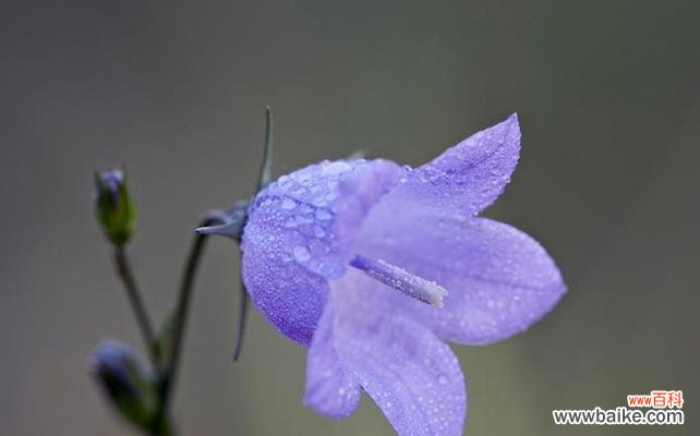 哪种颜色的花象征诚信？它的寓意是什么？