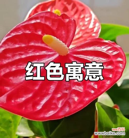 红色花有哪些象征意义？