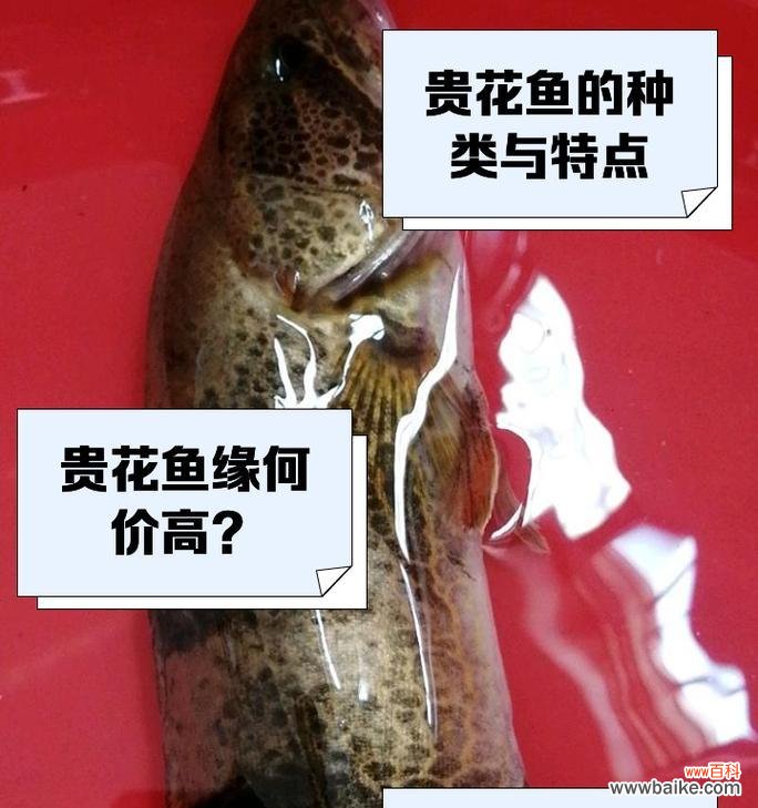 花与鱼如何共同象征爱情？