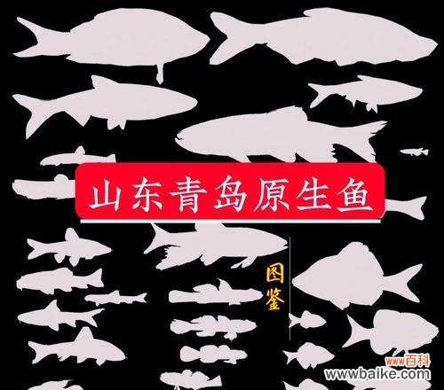 花与鱼如何共同象征爱情？