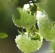 绣球花的历史背景是什么？绣球花的寓意有哪些？