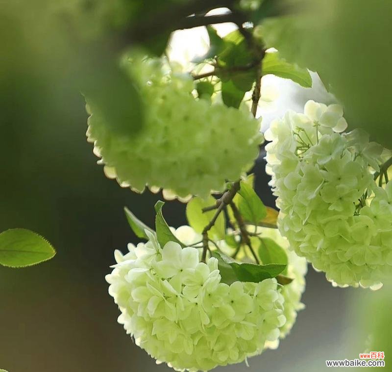 绣球花的历史背景是什么？绣球花的寓意有哪些？