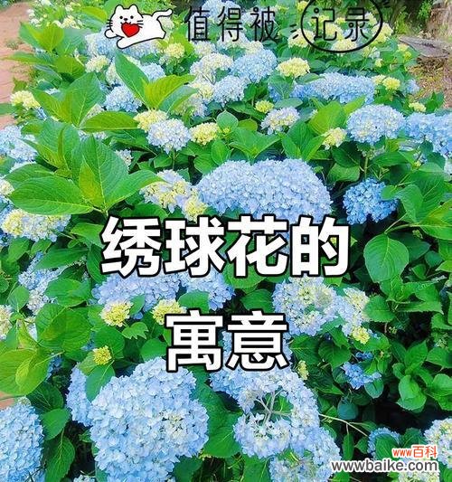 绣球花的历史背景是什么？绣球花的寓意有哪些？