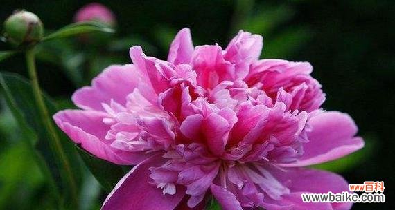 美丽的花朵中蕴含的深刻寓意与象征意义 牡丹花的寓意与象征