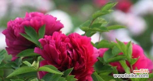 美丽的花朵中蕴含的深刻寓意与象征意义 牡丹花的寓意与象征