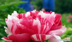 绽放华美的牡丹 牡丹花语寓意象征的深刻内涵