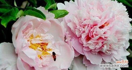 探寻牡丹花的寓意与象征 牡丹花语