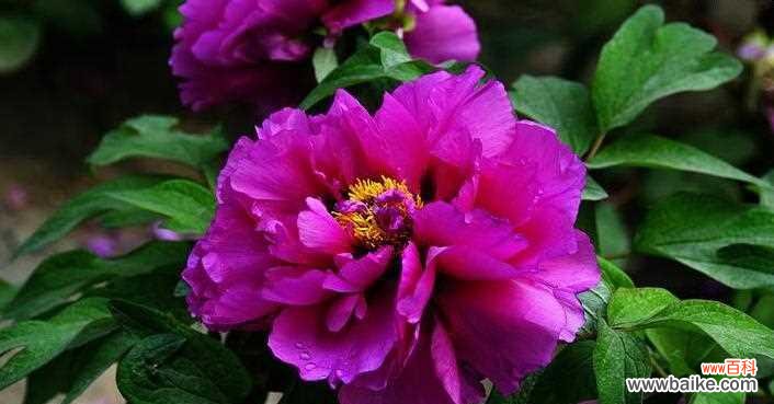 探寻牡丹花的寓意与象征 牡丹花语