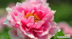 探索牡丹花语的含义与寓意 牡丹花语