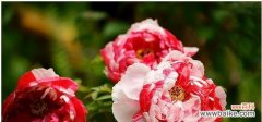 花开富贵 牡丹花