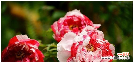 花开富贵 牡丹花