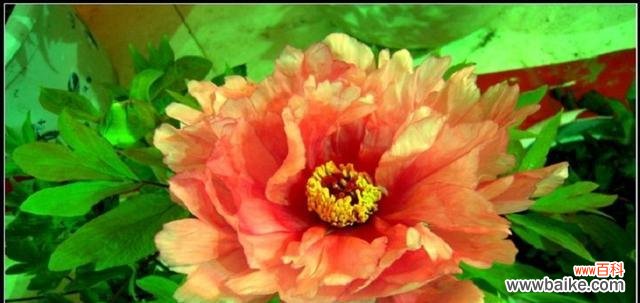 繁花似锦的“国色天香”——牡丹花魅力无限 牡丹花的美与象征意义