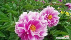 繁花似锦的“国色天香”——牡丹花魅力无限 牡丹花的美与象征意义