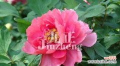 探寻牡丹花语的深刻内涵 牡丹花语