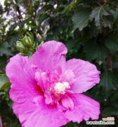 探寻木槿花的神话传说 木槿花之传说与花语