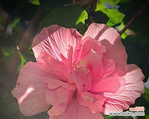 探寻木槿花的花语与文化内涵 木槿花开，寓意美好生活