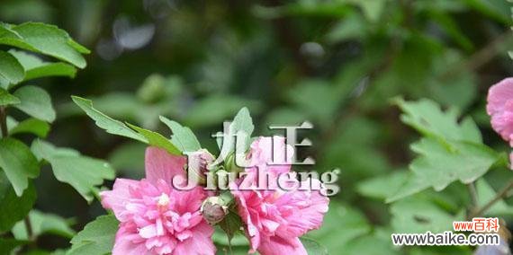 探寻木槿花的花语与文化内涵 木槿花开，寓意美好生活