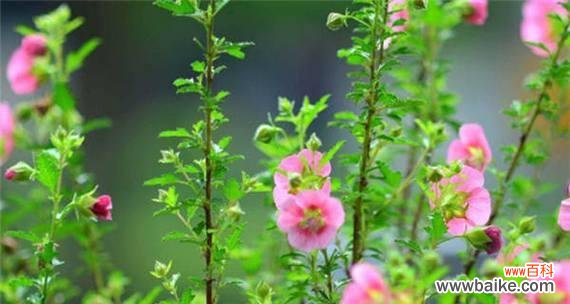 探索木槿花的美丽与独特之处 木槿的风水寓意与象征