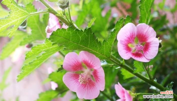 探索木槿花的美丽与独特之处 木槿的风水寓意与象征