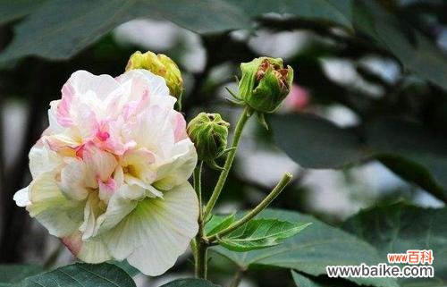 探寻木芙蓉的花语与意义 木芙蓉之美-花开如画的生命之舞