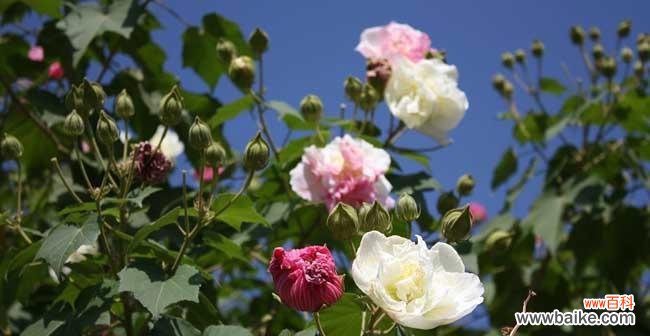 探寻木芙蓉的花语与意义 木芙蓉之美-花开如画的生命之舞